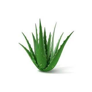 Gwar Patha / Aloe Vera