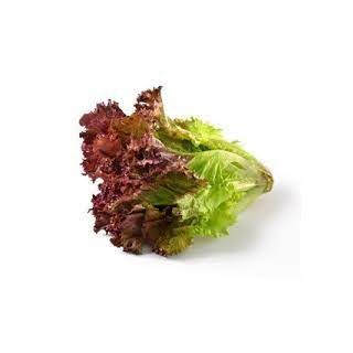 Red Lettuce