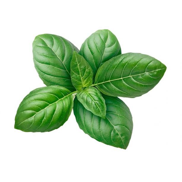 Basil