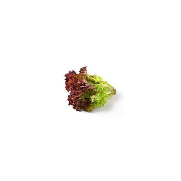 Red Lettuce