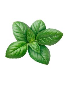 Basil