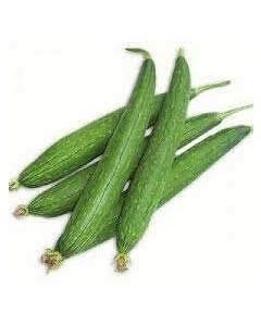 Gol Turai (Galgal)
