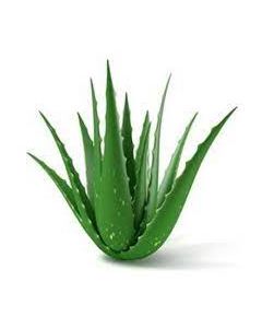 Gwar Patha / Aloe Vera