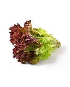 Red Lettuce